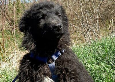 Tierschutzverein Bellas Pfotenhilfe Hunderettung Bosnien Hund adoptieren Dash