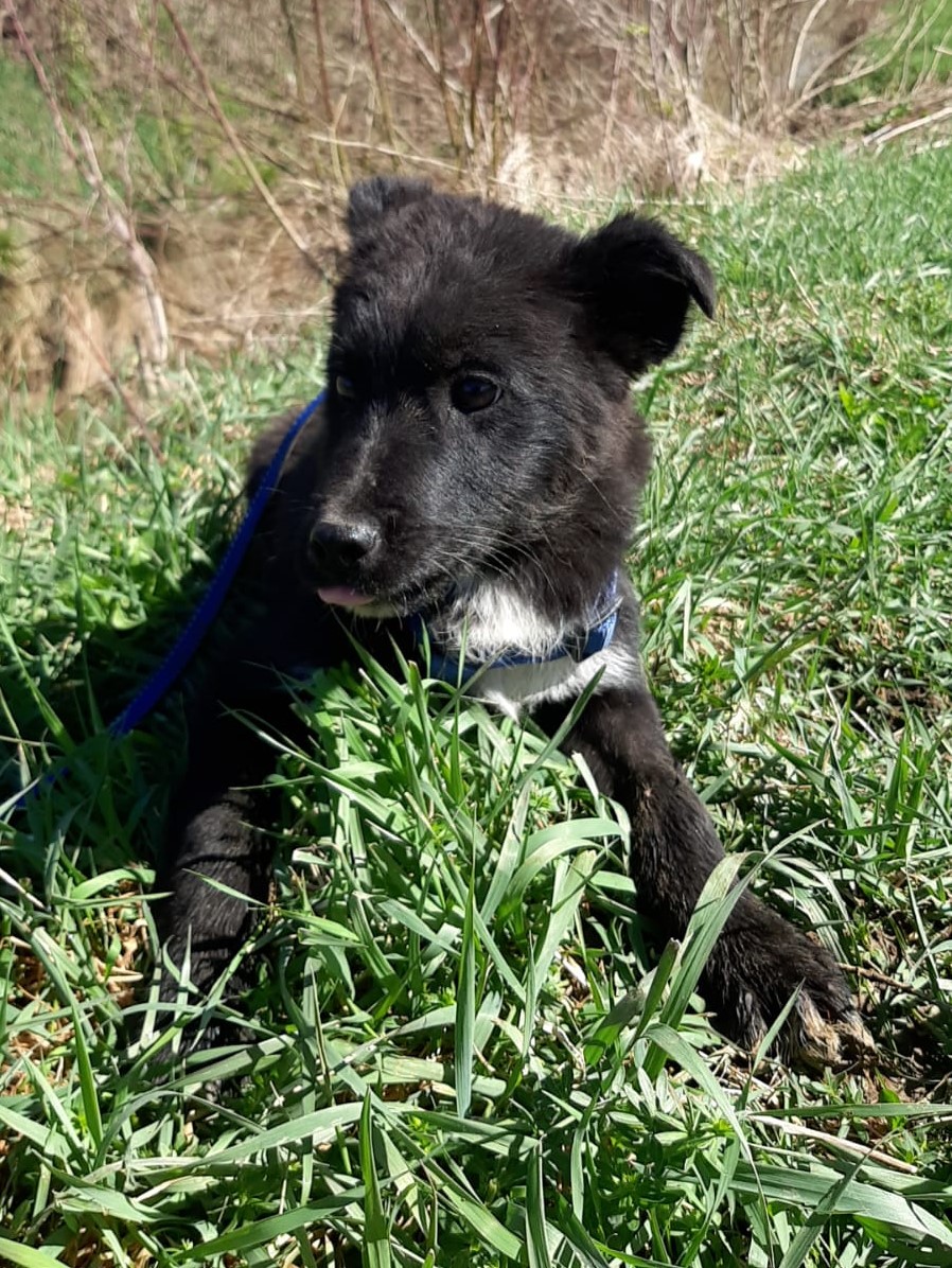 Tierschutzverein Bellas Pfotenhilfe Hunderettung Bosnien Hund adoptieren Davi