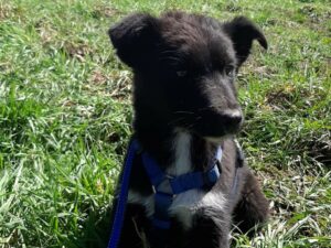 Tierschutzverein Bellas Pfotenhilfe Hunderettung Bosnien Hund adoptieren Davi
