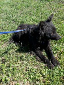 Tierschutzverein Bellas Pfotenhilfe Hunderettung Bosnien Hund adoptieren Debbie
