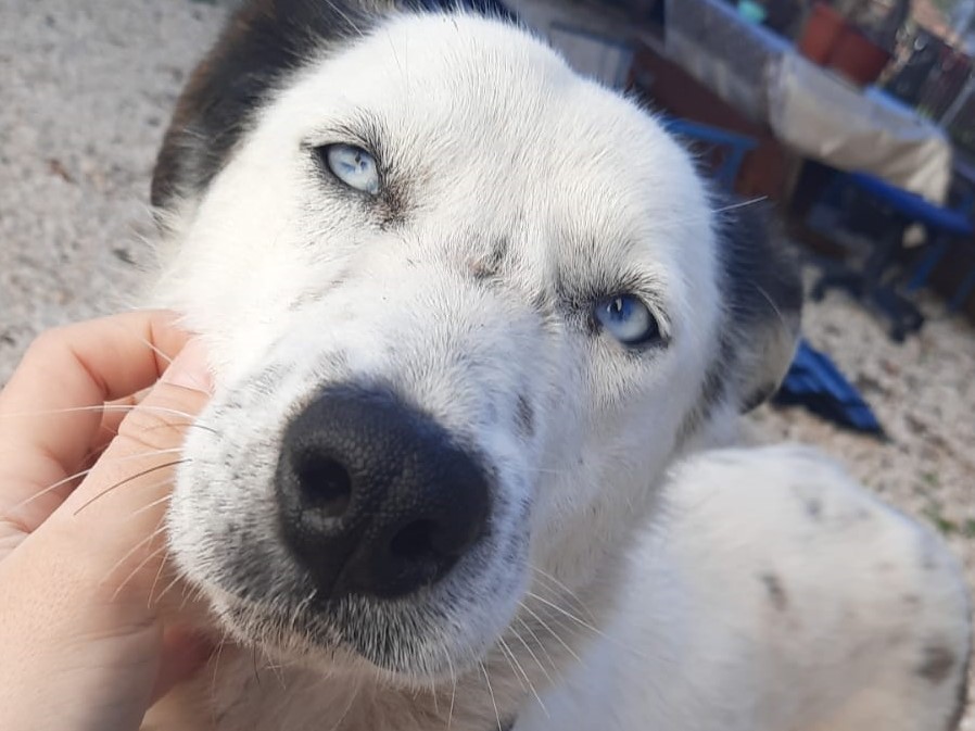 Tierschutzverein Bellas Pfotenhilfe Hunderettung Bosnien Hund adoptieren Hannah