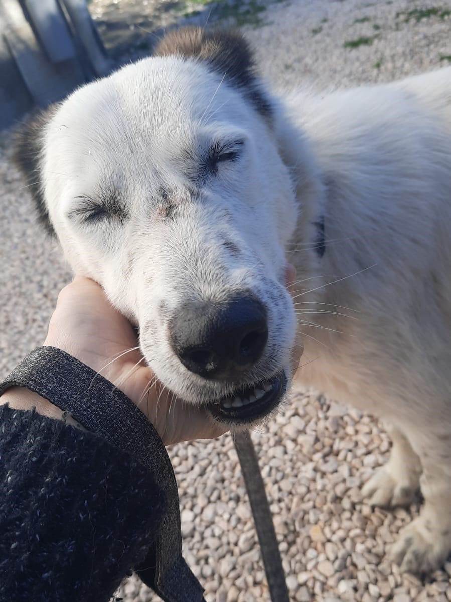 Tierschutzverein Bellas Pfotenhilfe Hunderettung Bosnien Hund adoptieren Hannah