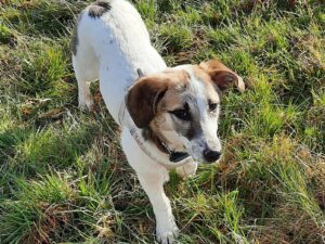 Tierschutzverein Bellas Pfotenhilfe Hunderettung Bosnien Hund adoptieren Ivy