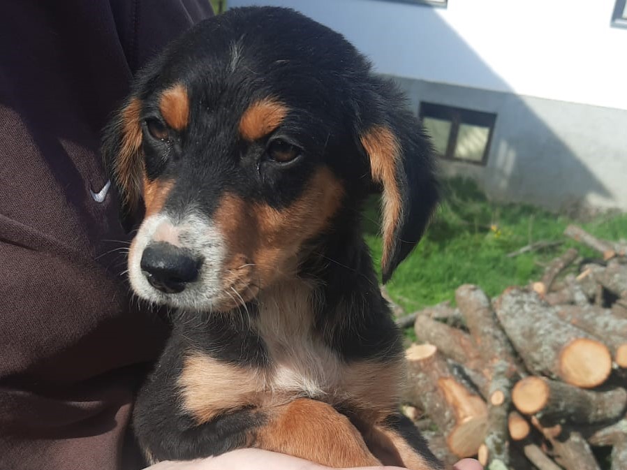Tierschutzverein Bellas Pfotenhilfe Hunderettung Bosnien Hund adoptieren Joshi