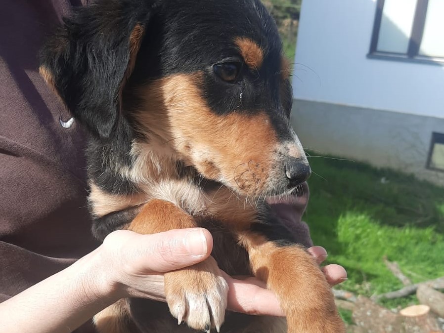 Tierschutzverein Bellas Pfotenhilfe Hunderettung Bosnien Hund adoptieren Joshi