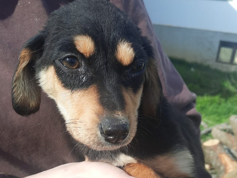 Tierschutzverein Bellas Pfotenhilfe Hunderettung Bosnien Hund adoptieren Juicy