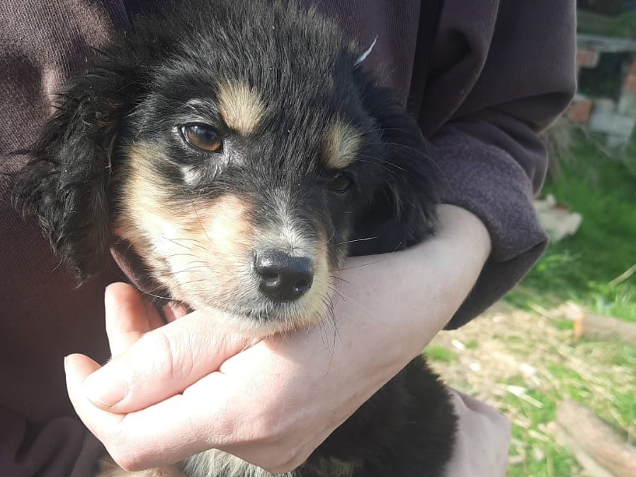 Tierschutzverein Bellas Pfotenhilfe Hunderettung Bosnien Hund adoptieren Juna