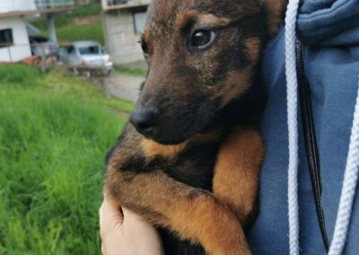 Tierschutzverein Bellas Pfotenhilfe Hunderettung Bosnien Hund adoptieren Kensie