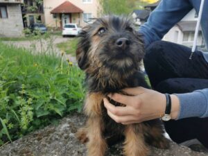 Tierschutzverein Bellas Pfotenhilfe Hunderettung Bosnien Hund adoptieren Kiwi