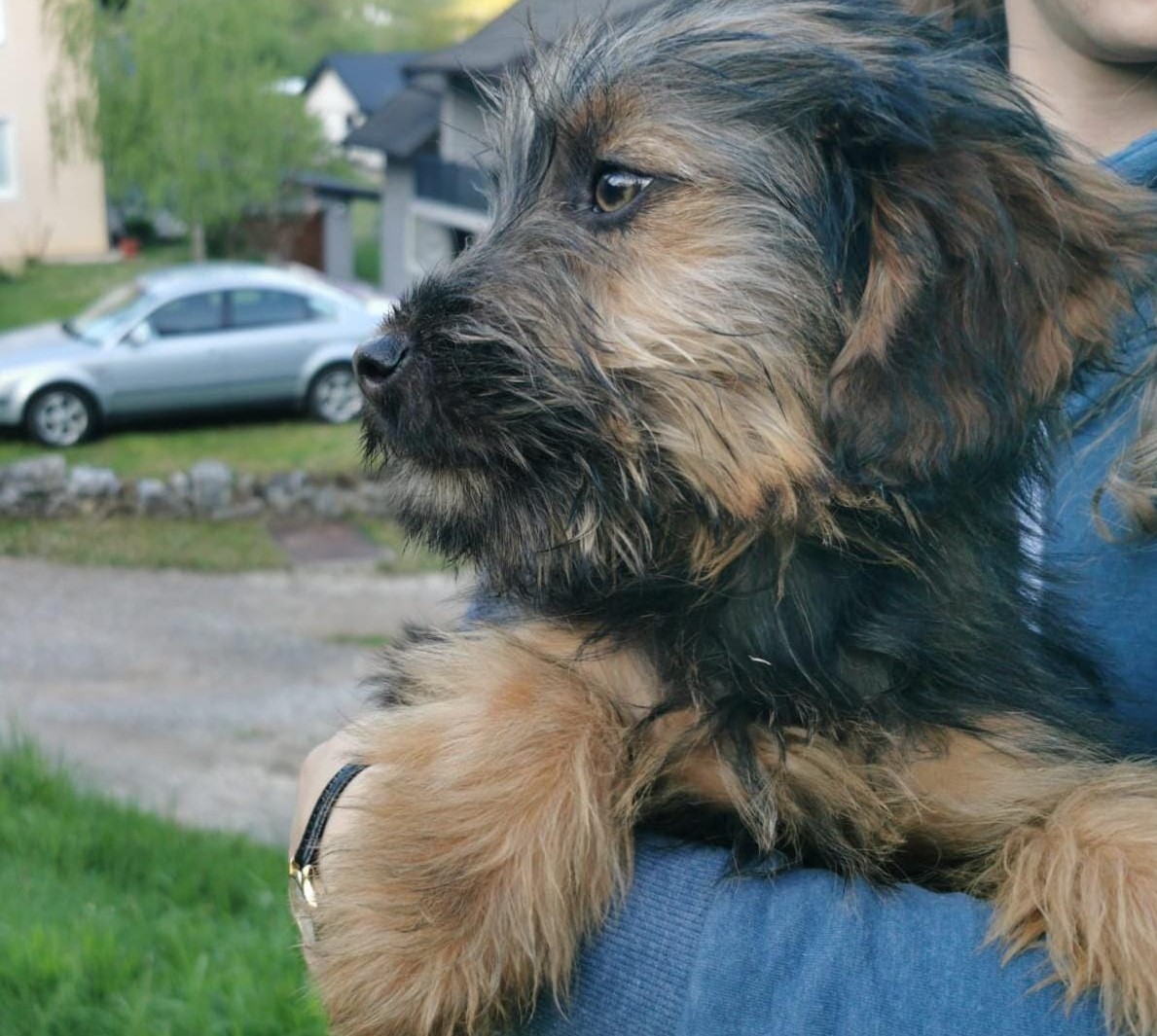Tierschutzverein Bellas Pfotenhilfe Hunderettung Bosnien Hund adoptieren Kiwi