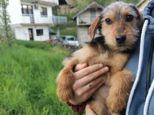 Tierschutzverein Bellas Pfotenhilfe Hunderettung Bosnien Hund adoptieren Kleopatra