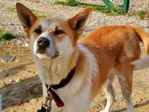 Tierschutzverein Bellas Pfotenhilfe Hunderettung Bosnien Hund adoptieren Lea