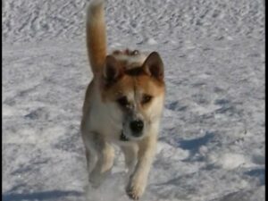 Tierschutzverein Bellas Pfotenhilfe Hunderettung Bosnien Hund adoptieren Lea