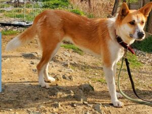 Tierschutzverein Bellas Pfotenhilfe Hunderettung Bosnien Hund adoptieren Lea