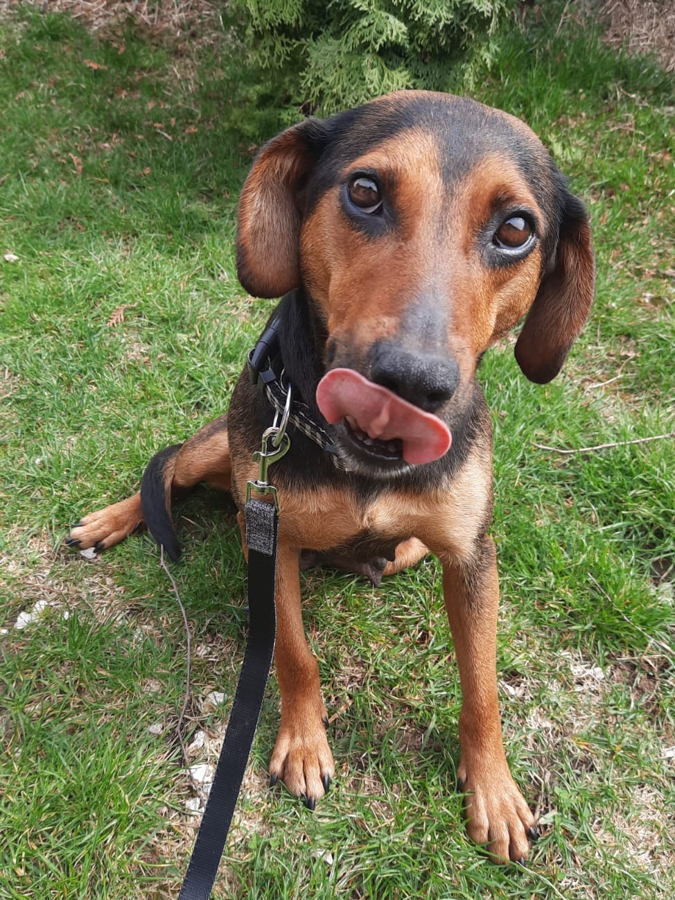 Tierschutzverein Bellas Pfotenhilfe Hunderettung Bosnien Hund adoptieren Pip