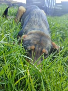 Tierschutzverein Bellas Pfotenhilfe Hunderettung Bosnien Hund adoptieren Popeye