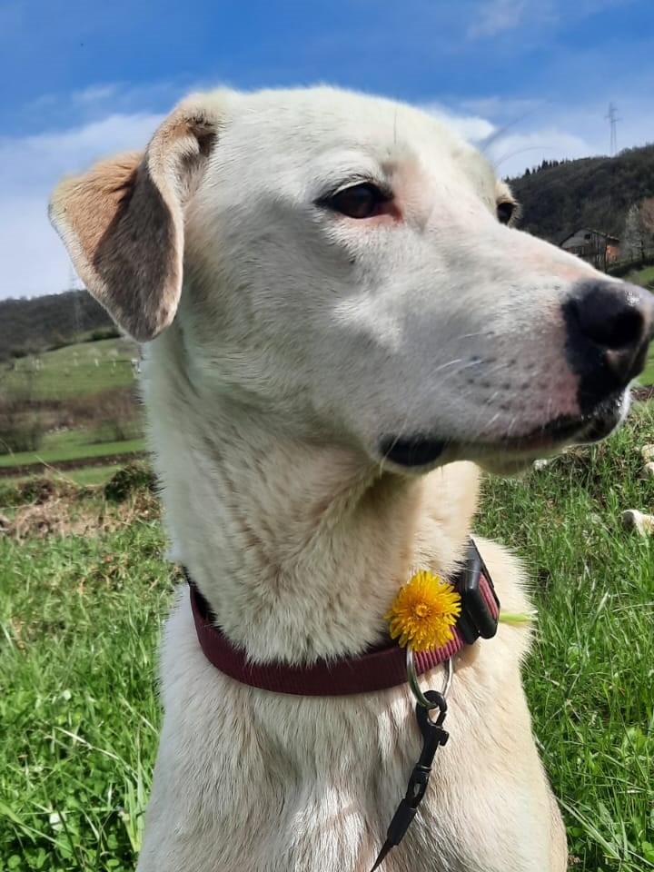 Tierschutzverein Bellas Pfotenhilfe Hunderettung Bosnien Hund adoptieren Rosi