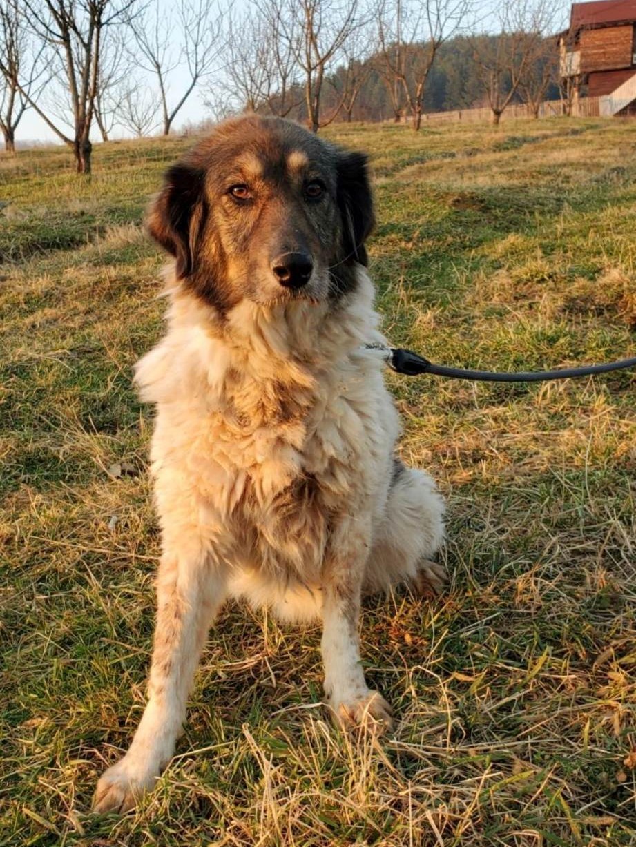 Tierschutzverein Bellas Pfotenhilfe Hunderettung Bosnien Hund adoptieren Selina