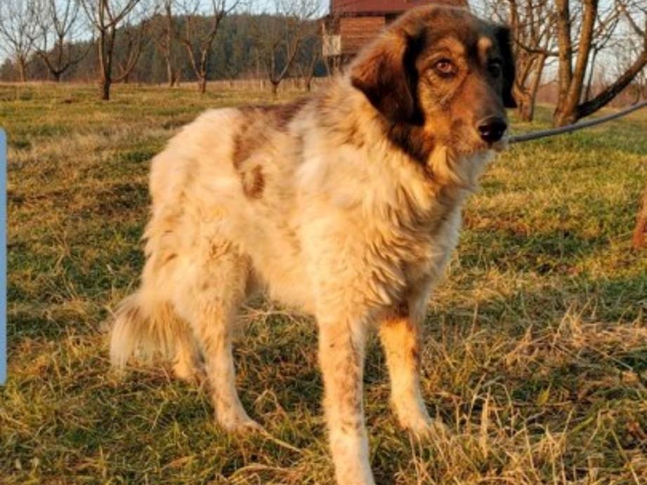 Tierschutzverein Bellas Pfotenhilfe Hunderettung Bosnien Hund adoptieren Selina