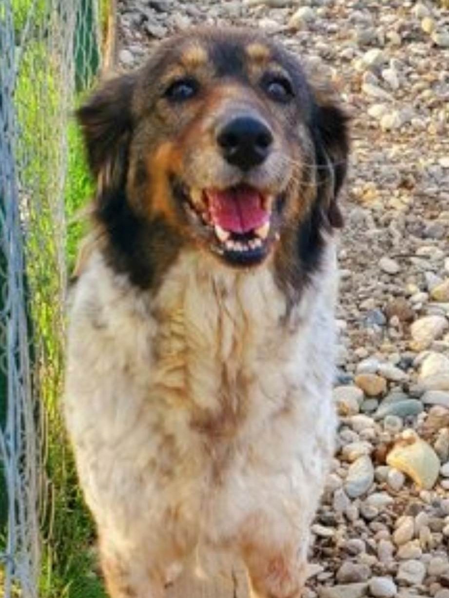 tierschutzverein-bellas-pfotenhilfe-hunderettung-bosnien-hund-adoptieren-selina-1-3 Tierschutzverein Bellas Pfotenhilfe Hunderettung Bosnien Hund adoptieren Selina