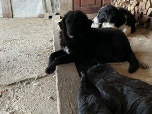 Tierschutzverein Bellas Pfotenhilfe Hunderettung Bosnien Hund adoptieren Aslan