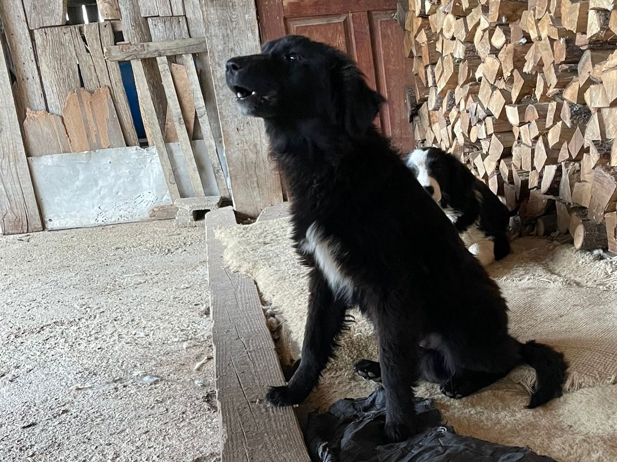 Tierschutzverein Bellas Pfotenhilfe Hunderettung Bosnien Hund adoptieren Aslan