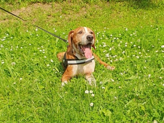 Tierschutzverein Bellas Pfotenhilfe Hunderettung Bosnien Hund adoptieren Banjo