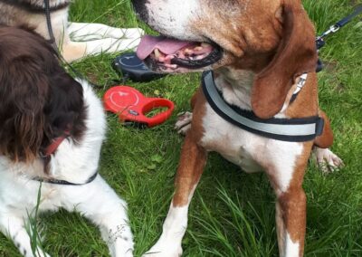 Tierschutzverein Bellas Pfotenhilfe Hunderettung Bosnien Hund adoptieren Banjo