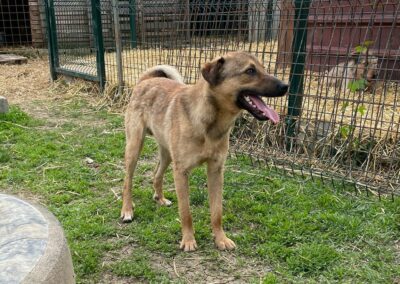 Tierschutzverein Bellas Pfotenhilfe Hunderettung Bosnien Hund adoptieren Charlie