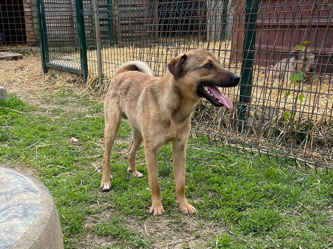 Tierschutzverein Bellas Pfotenhilfe Hunderettung Bosnien Hund adoptieren Charlie