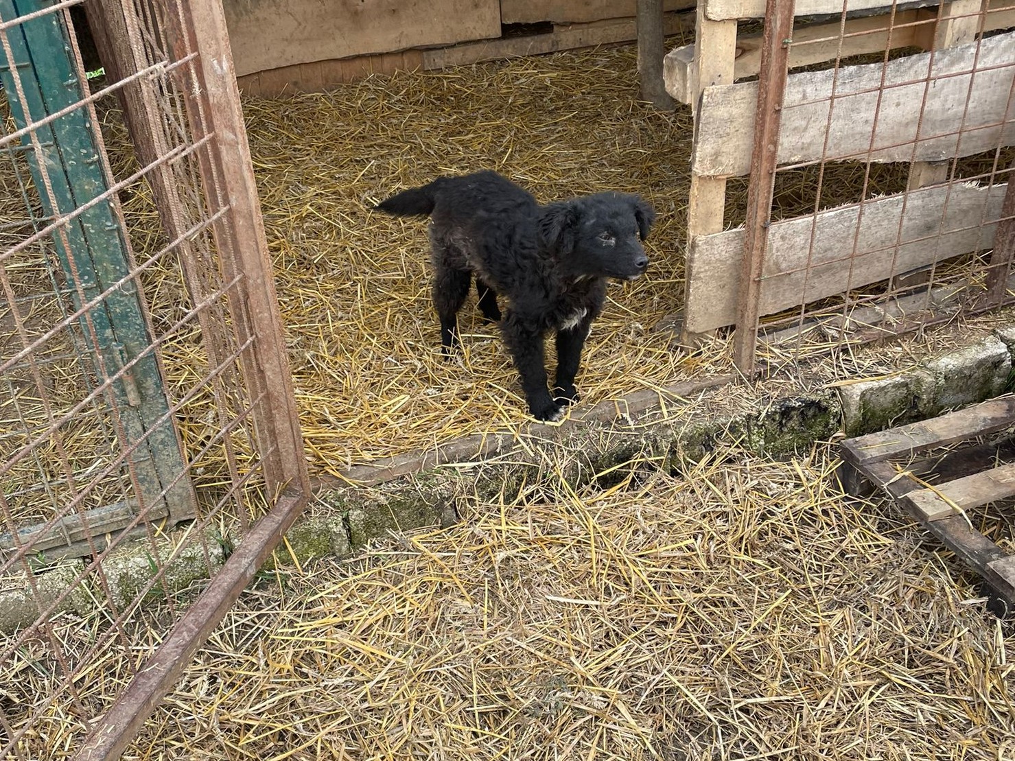 Tierschutzverein Bellas Pfotenhilfe Hunderettung Bosnien Hund adoptieren Ella