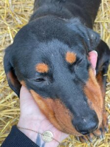 Tierschutzverein Bellas Pfotenhilfe Hunderettung Bosnien Hund adoptieren Lady