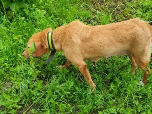 Tierschutzverein Bellas Pfotenhilfe Hunderettung Bosnien Hund adoptieren Linka