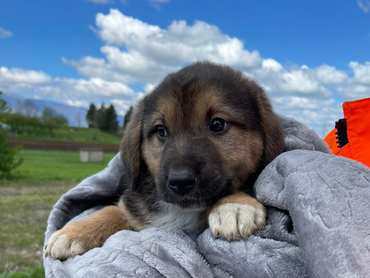 Tierschutzverein Bellas Pfotenhilfe Hunderettung Bosnien Hund adoptieren Lino