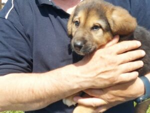 Tierschutzverein Bellas Pfotenhilfe Hunderettung Bosnien Hund adoptieren Lino