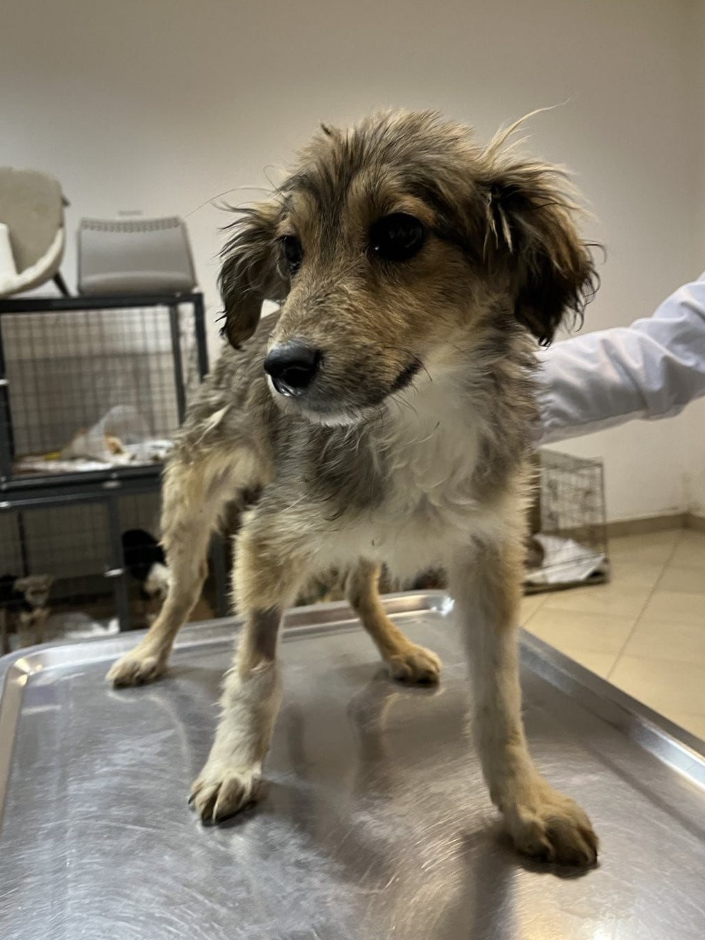 Tierschutzverein Bellas Pfotenhilfe Hunderettung Bosnien Hund adoptieren Lonny
