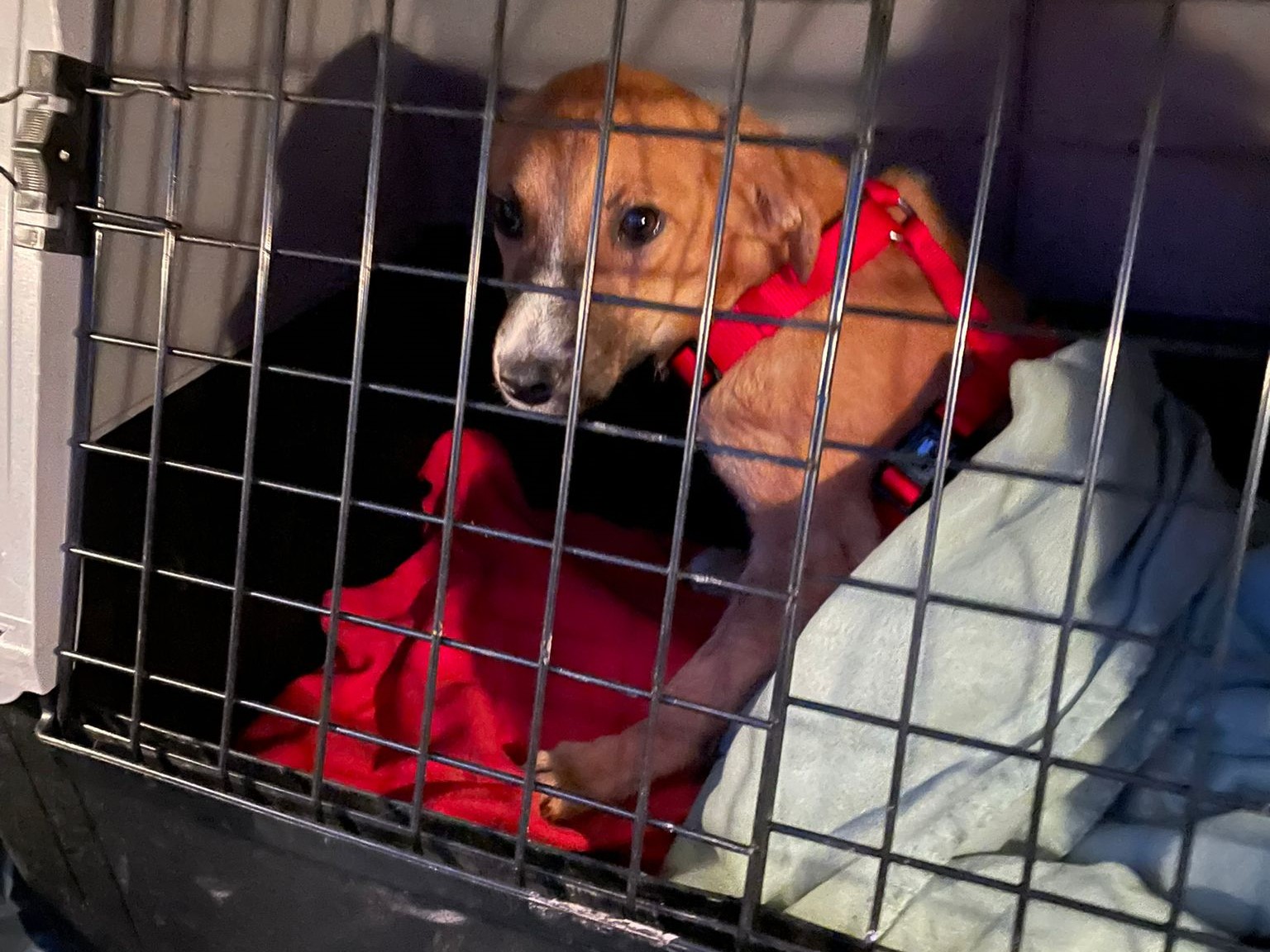 Tierschutzverein Bellas Pfotenhilfe Hunderettung Bosnien Hund adoptieren Lumi
