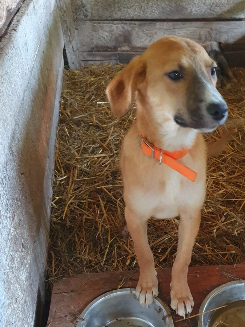 Tierschutzverein Bellas Pfotenhilfe Hunderettung Bosnien Hund adoptieren Lumi