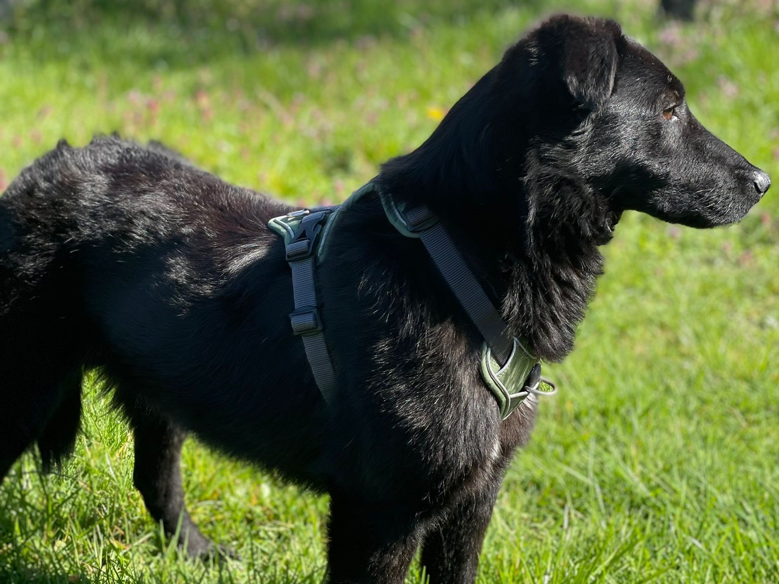Tierschutzverein Bellas Pfotenhilfe Hunderettung Bosnien Hund adoptieren Mika