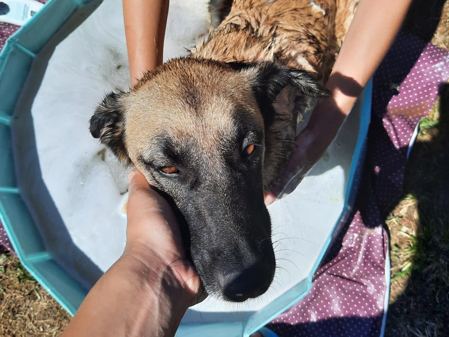 Tierschutzverein Bellas Pfotenhilfe Hunderettung Bosnien Hund adoptieren Mila