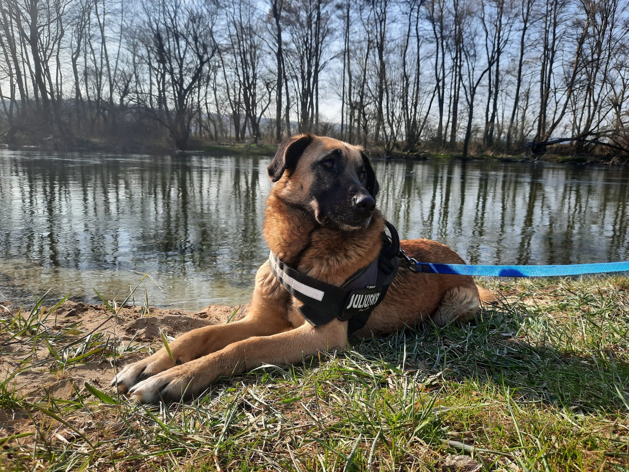 Tierschutzverein Bellas Pfotenhilfe Hunderettung Bosnien Hund adoptieren Mila