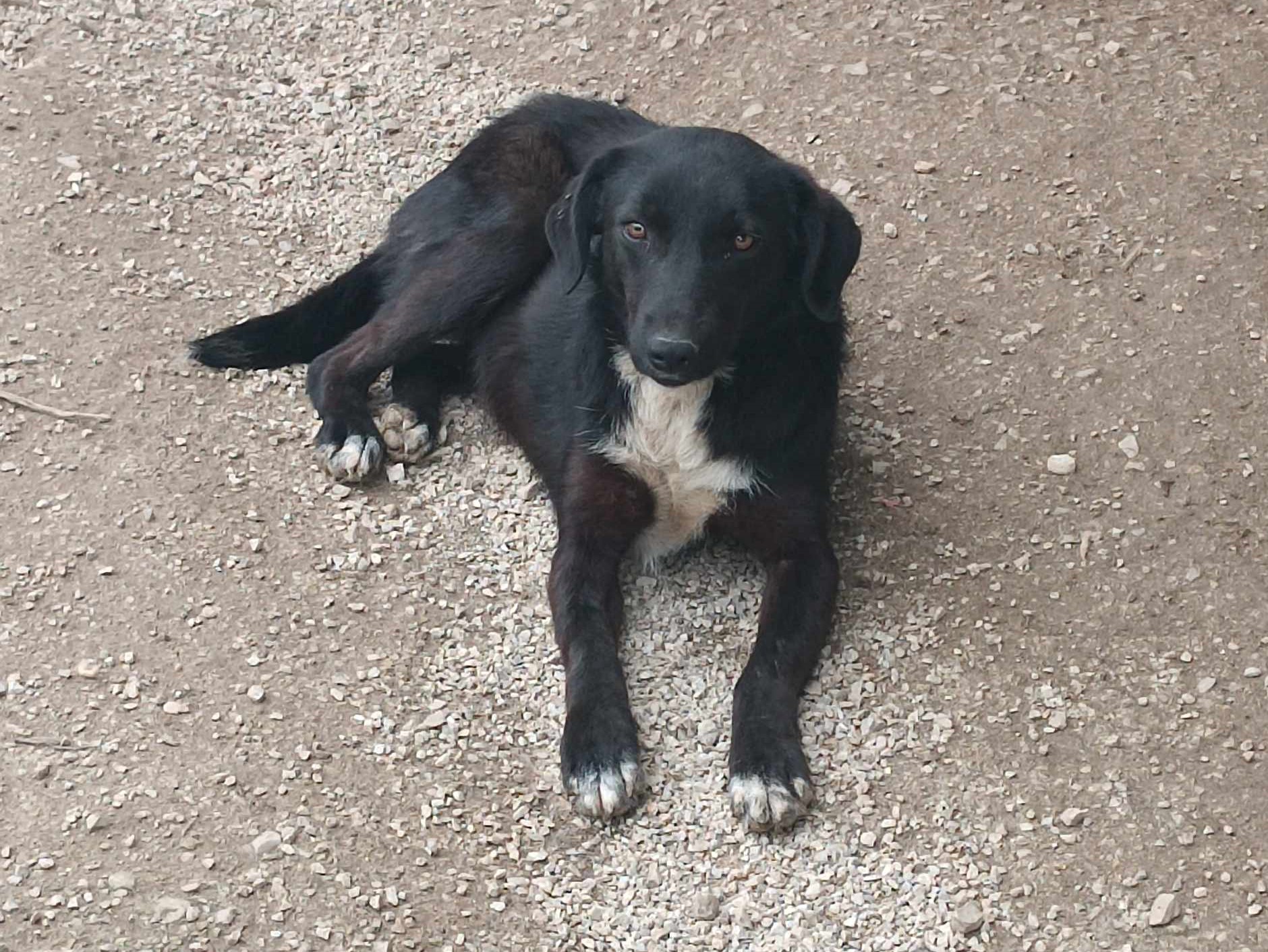 Tierschutzverein Bellas Pfotenhilfe Hunderettung Bosnien Hund adoptieren Rudi
