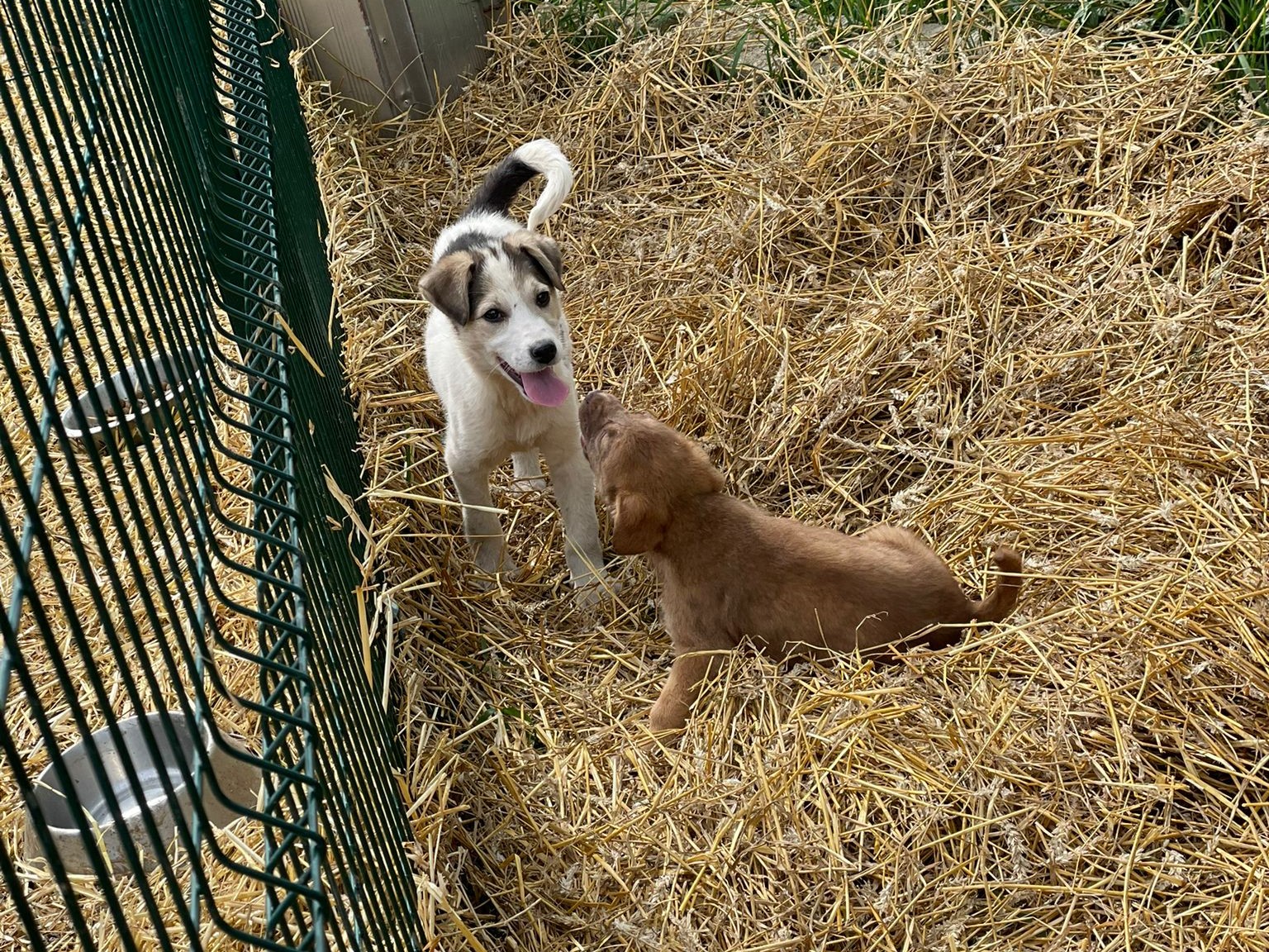 Tierschutzverein Bellas Pfotenhilfe Hunderettung Bosnien Hund adoptieren Wina