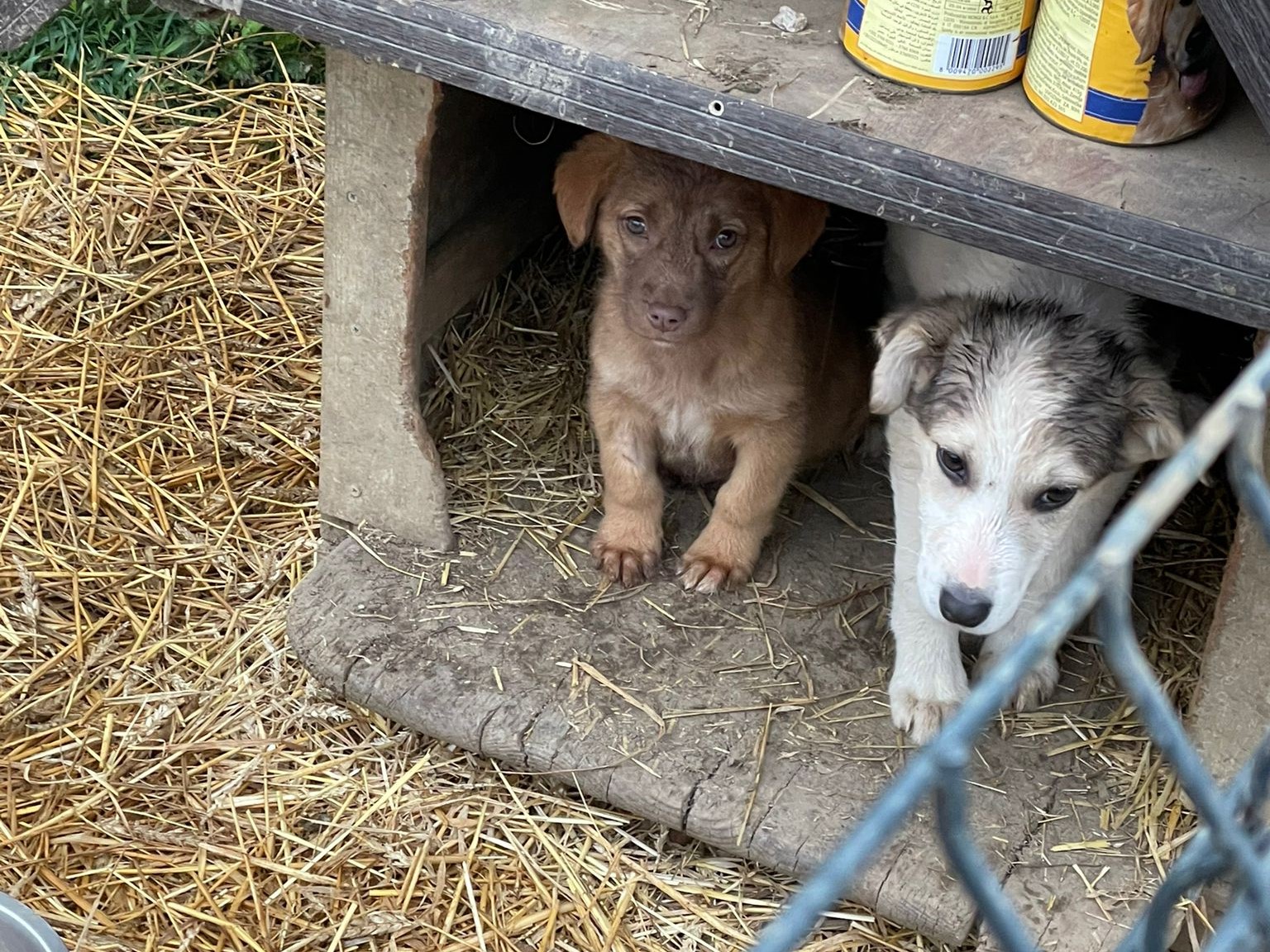 Tierschutzverein Bellas Pfotenhilfe Hunderettung Bosnien Hund adoptieren Wina