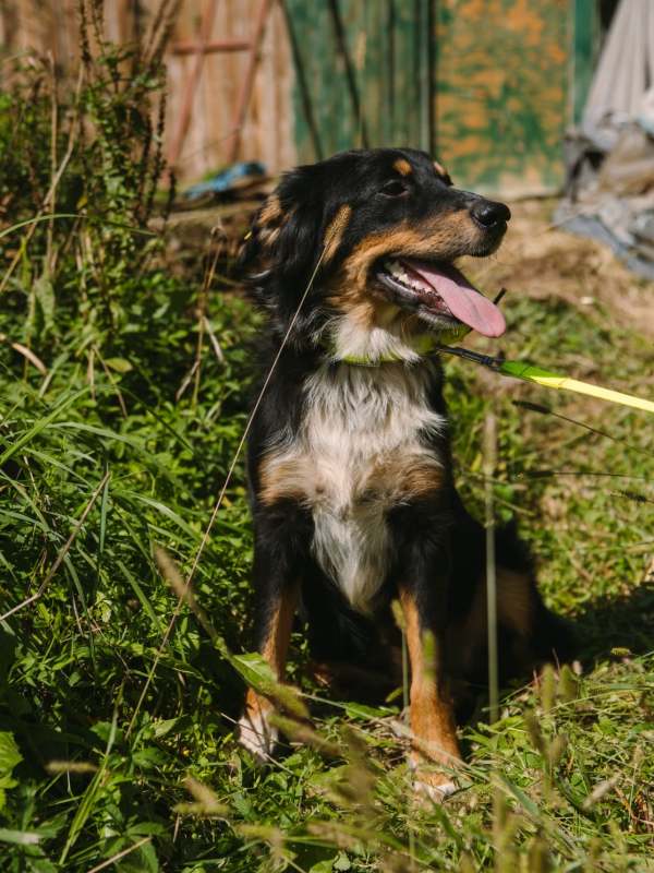 Tierschutzverein Bellas Pfotenhilfe Hunderettung Bosnien Hund adoptieren Bärchen