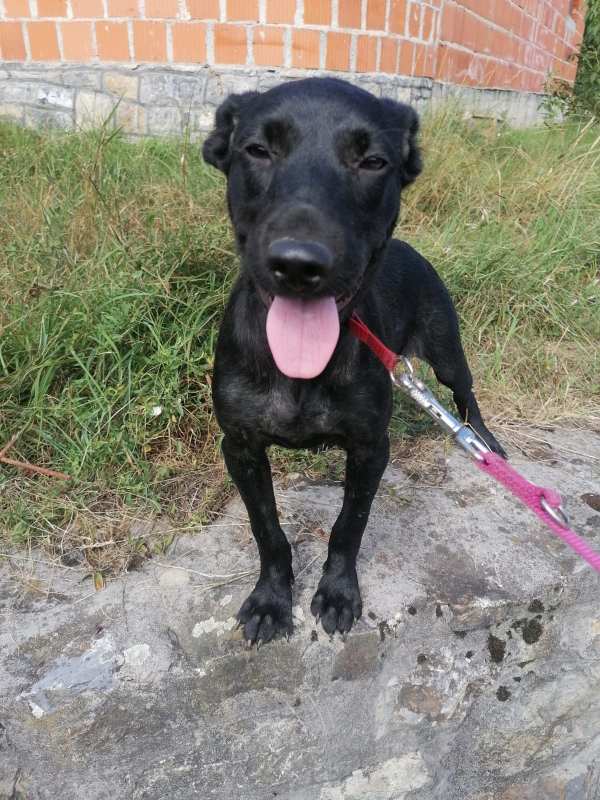 Tierschutzverein Bellas Pfotenhilfe Hunderettung Bosnien Hund adoptieren Bärchen