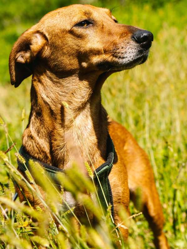 Tierschutzverein Bellas Pfotenhilfe Hunderettung Bosnien Hund adoptieren Lana