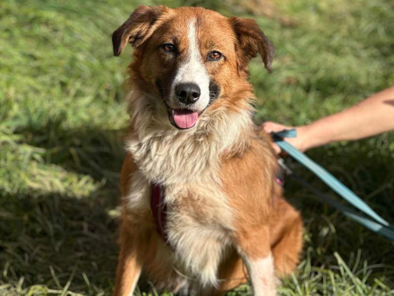 Tierschutzverein Bellas Pfotenhilfe Hunderettung Bosnien Hund adoptieren Maya