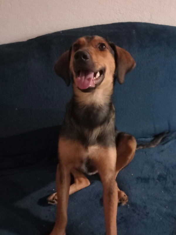 Tierschutzverein Bellas Pfotenhilfe Hunderettung Bosnien Hund adoptieren Bärchen