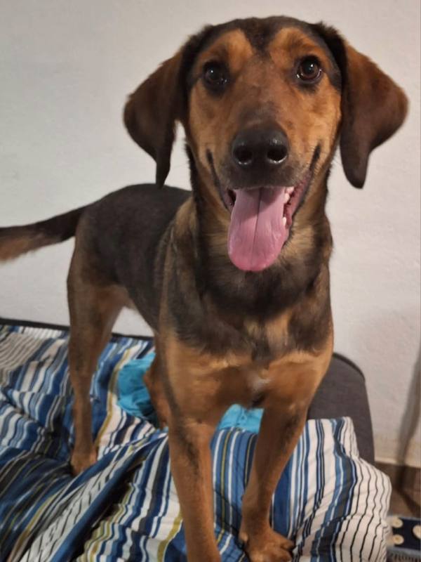 Tierschutzverein Bellas Pfotenhilfe Hunderettung Bosnien Hund adoptieren Bärchen